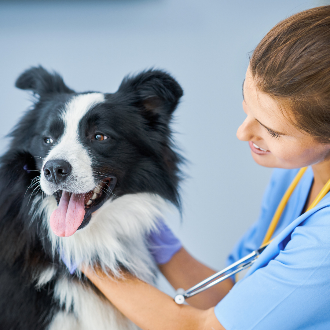 A veterinary surgeon and a dog at Local Vets near Smethwick