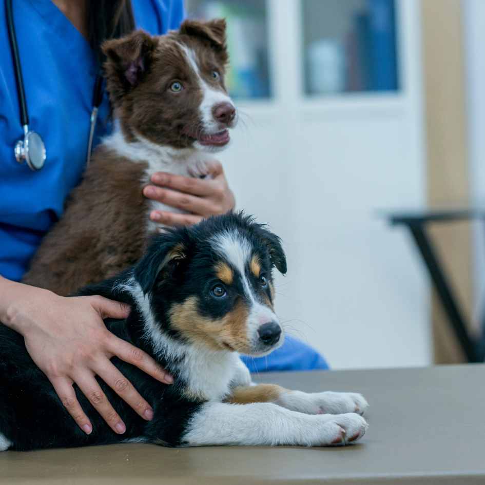 Two dogs after receiving treatment at out of hours emergency vets Dudley: Local Vets