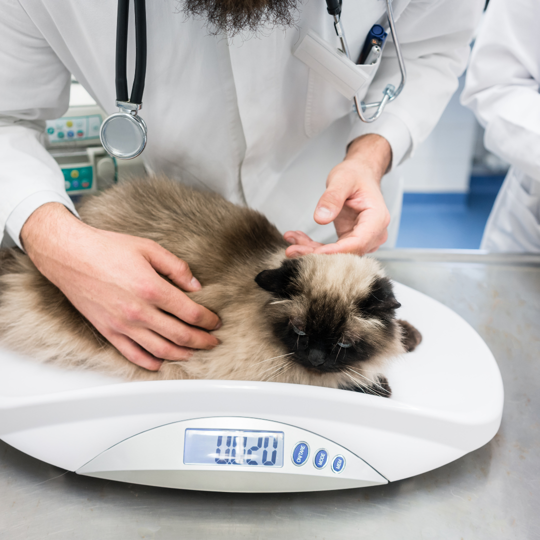 A cat after cat neutering services in Dudley, at Local Vets' Halesowen clinic