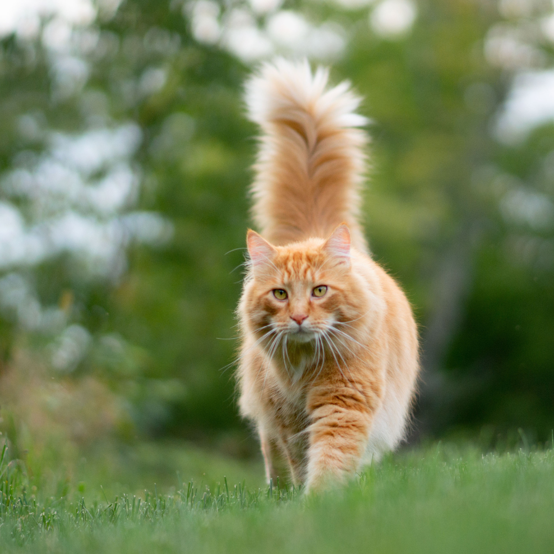A cat after receiving cat microchipping in Birmingham at Local Vets' Oldbury clinic