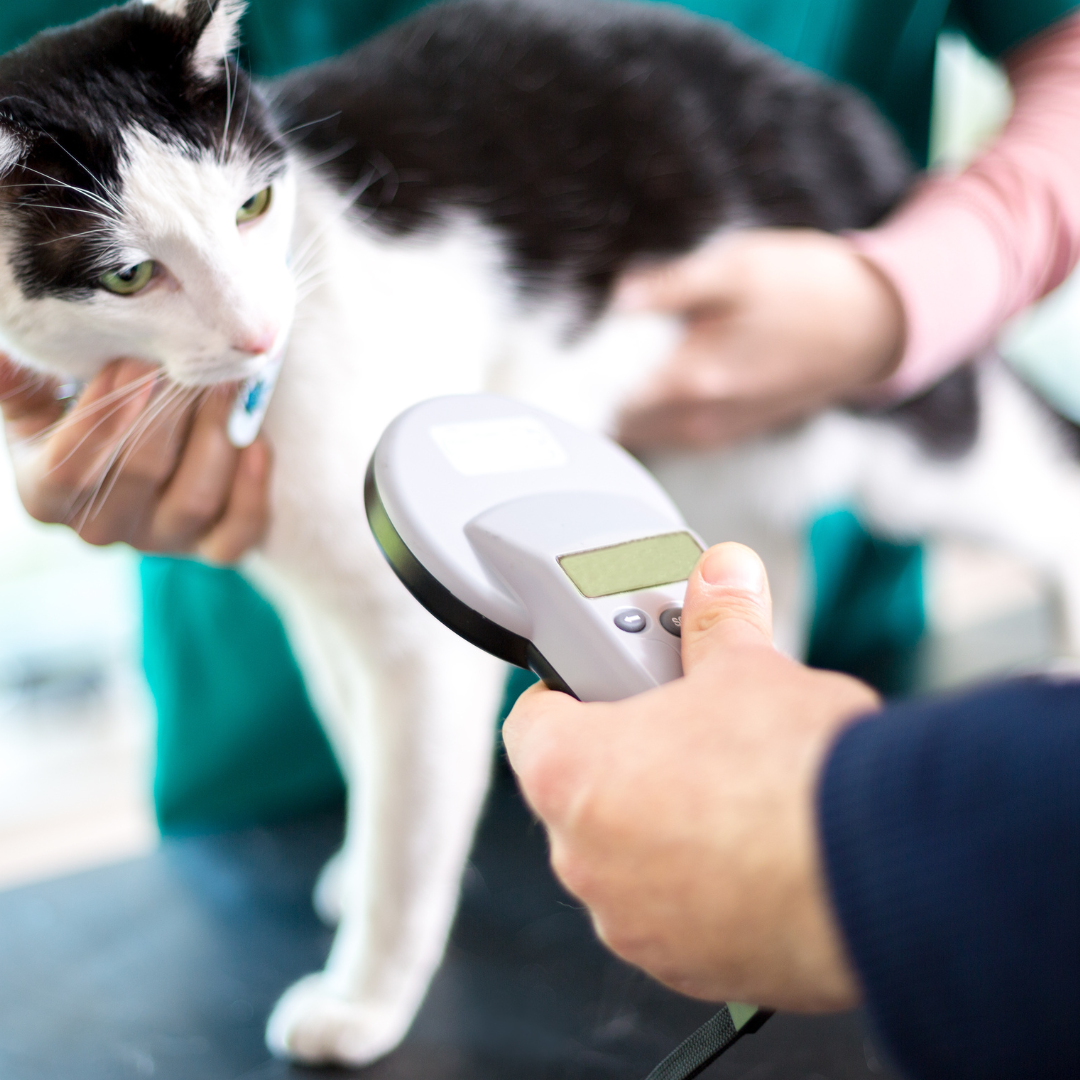 A cat receiving cat microchipping in Birmingham at Local Vets' Oldbury clinic