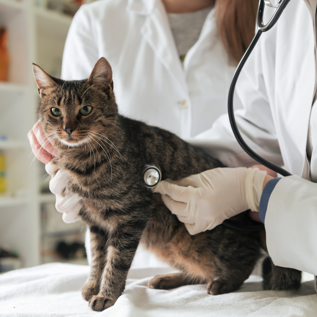 A cat receiving cat neutering services in Birmingham at Local Vets' Oldbury clinic