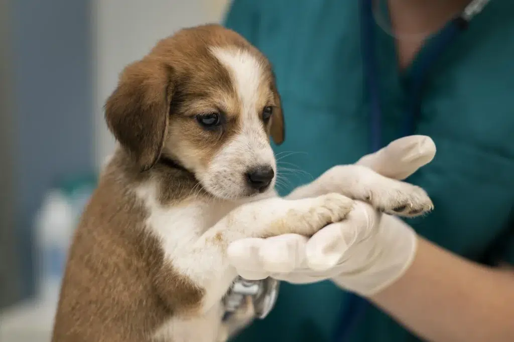 Emergency Vets in Dudley