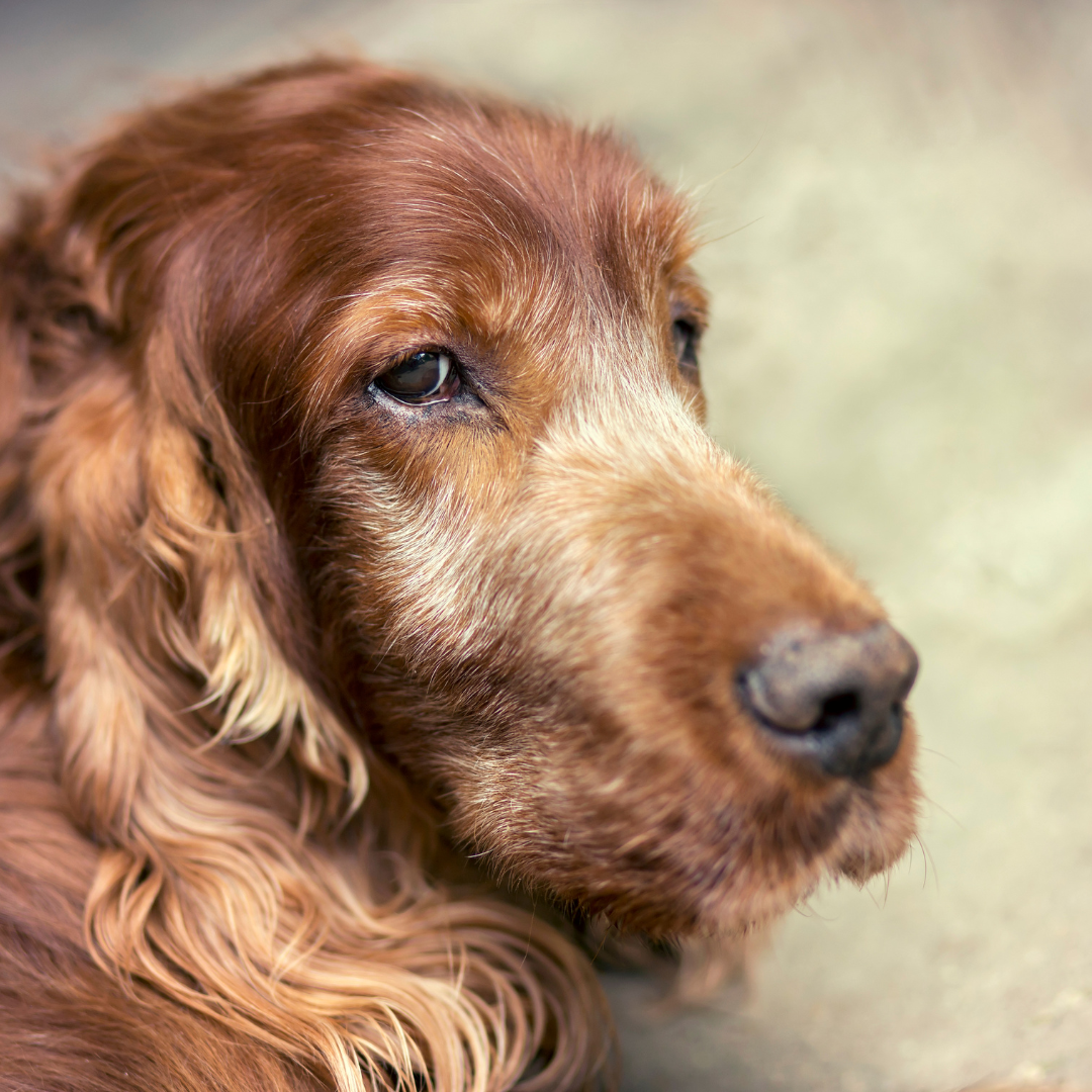 Dog lying down with eyes open Dog Euthanasia available at Local Vets