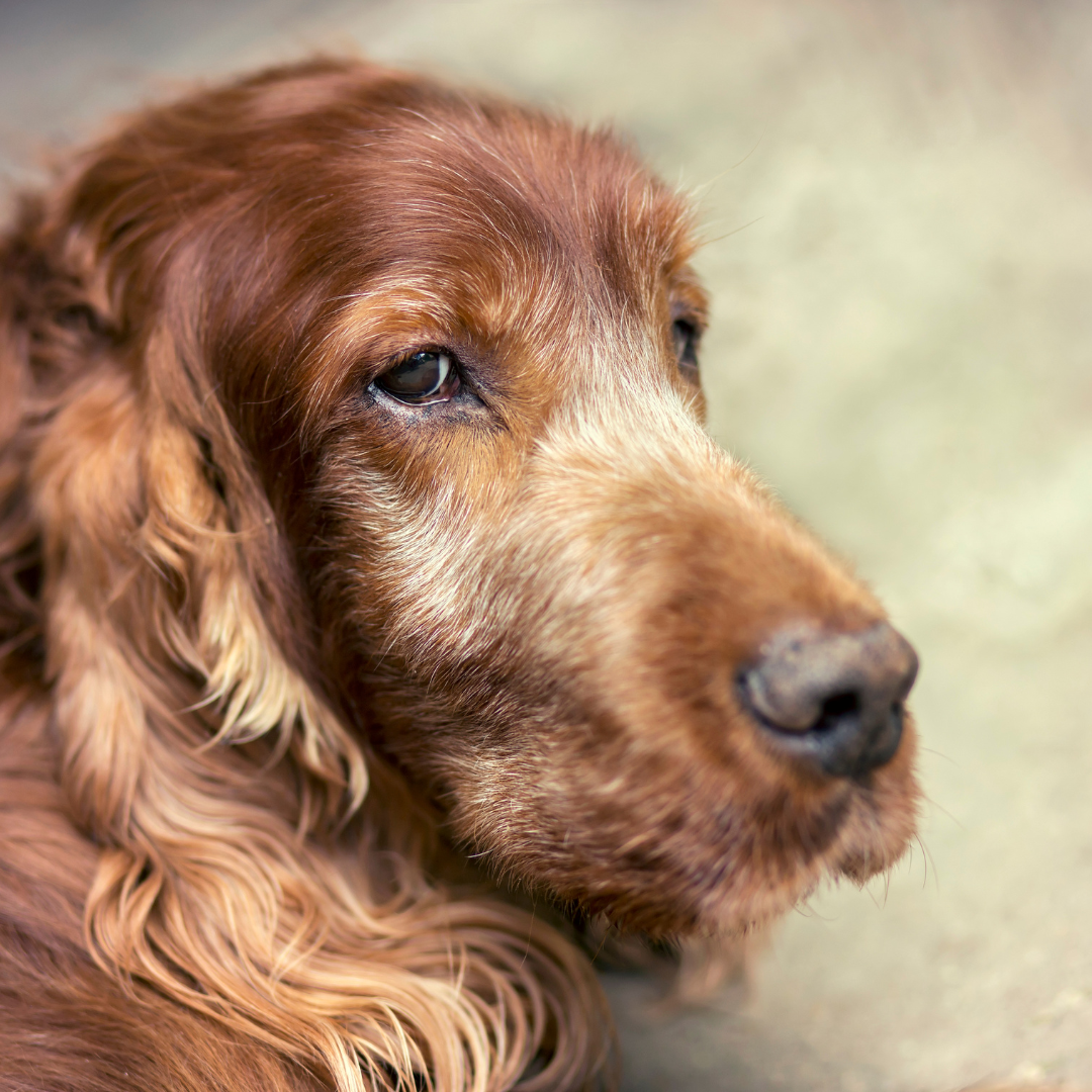 Dog Euthanasia available at Local Vets