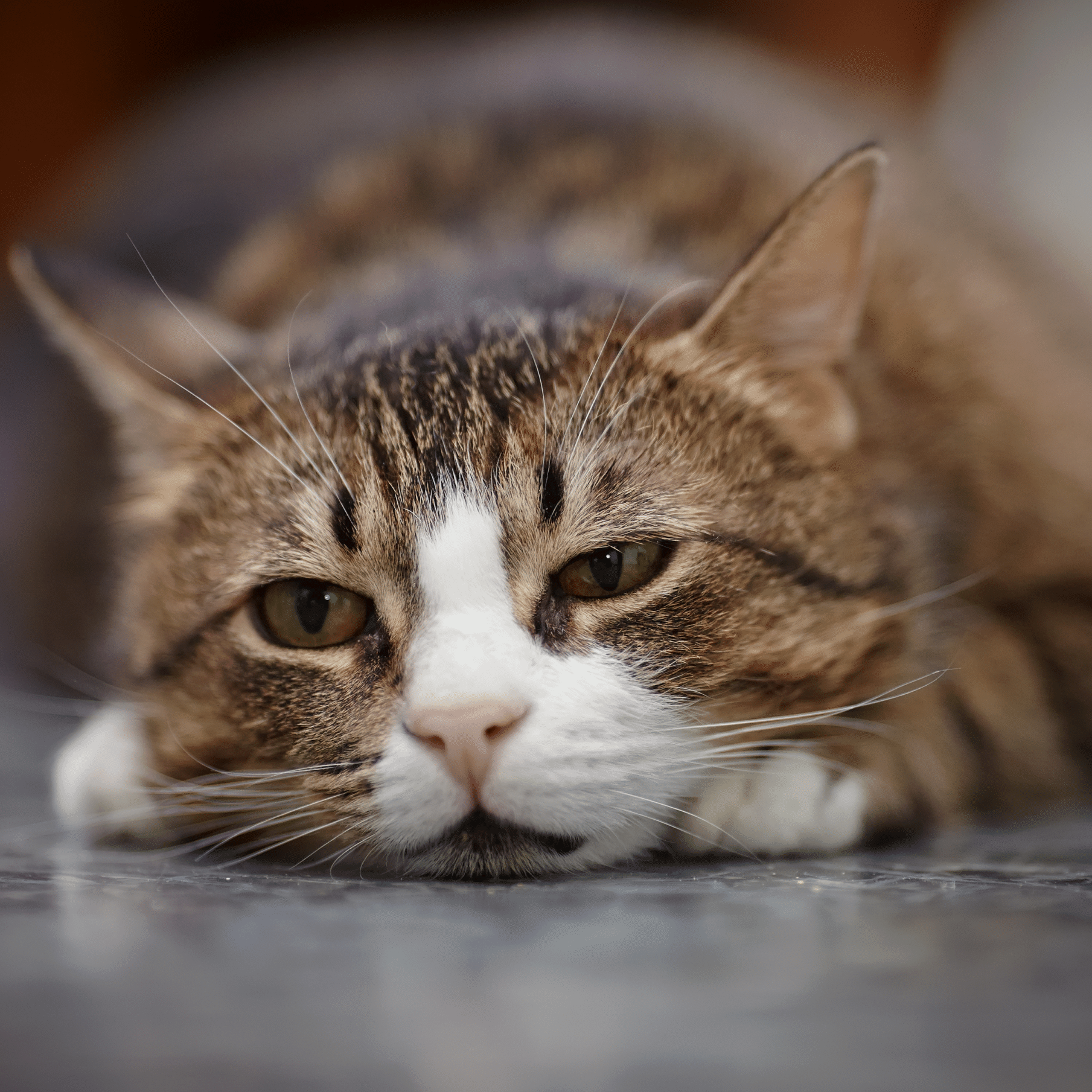 Thinking about cat euthanasia? Contact Local Vets today