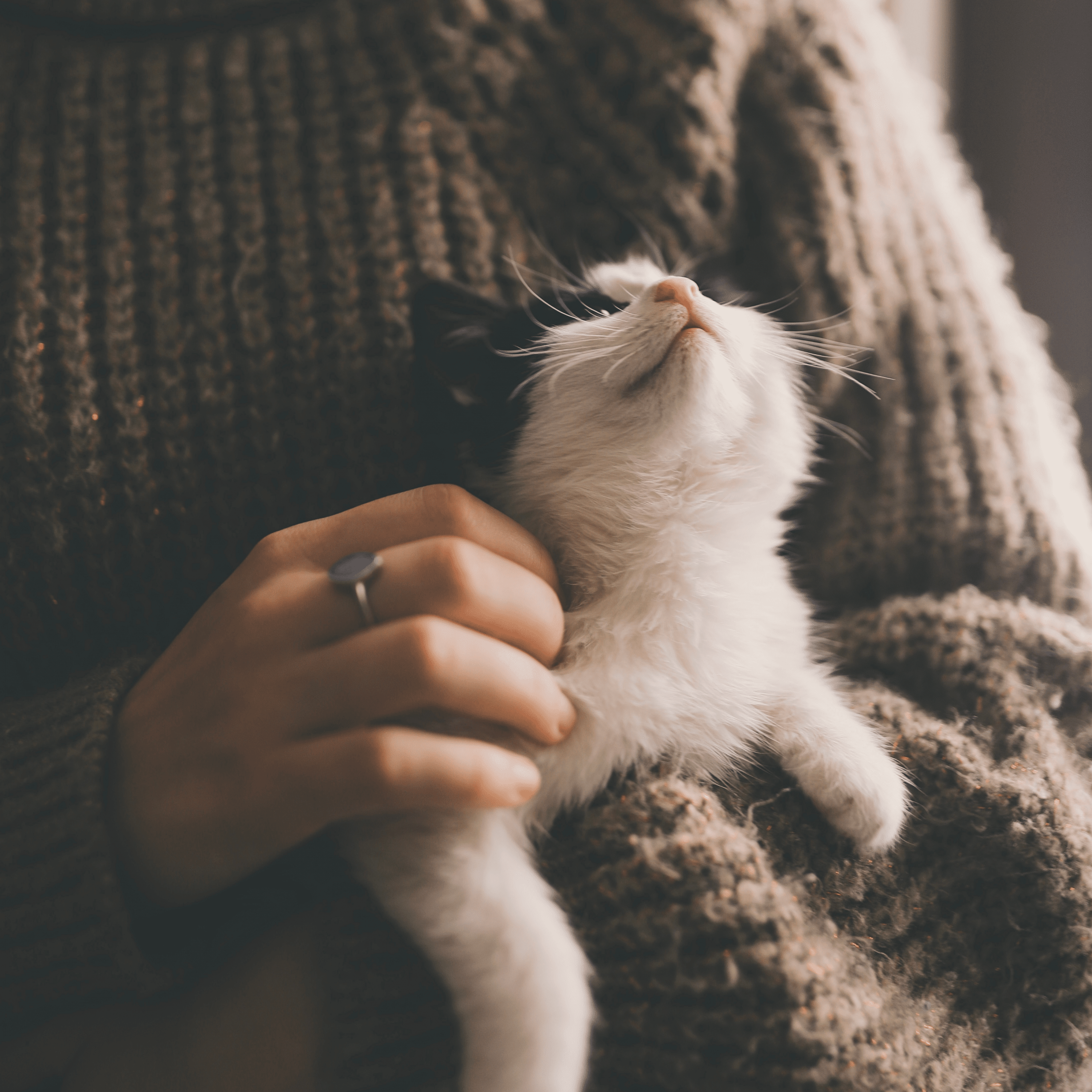 Choose local vets when considering cat euthanasia