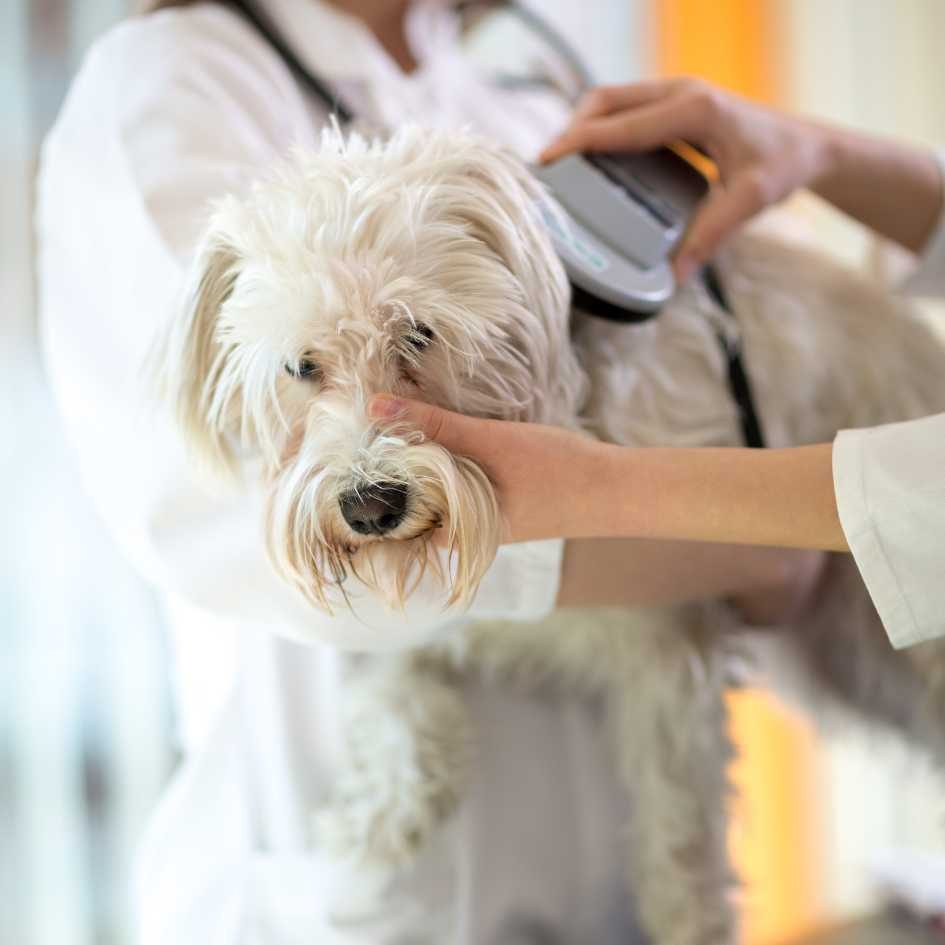 Get your dog microchipped at Local Vets today by booking an appointment