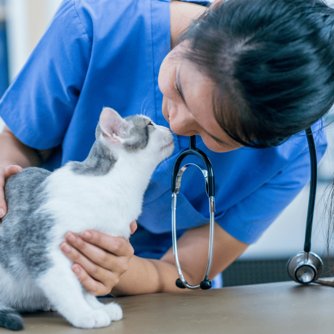 We offer a wide range of services as a vets open near me including neutering, vaccinations, microchipping, and others
