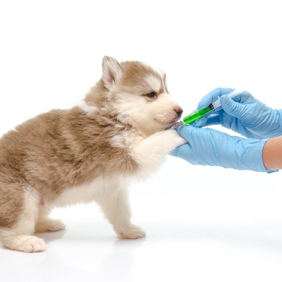 puppy getting a vaccination from vet get in contact with us at Local Vets for safe and caring puppy vaccinations near me