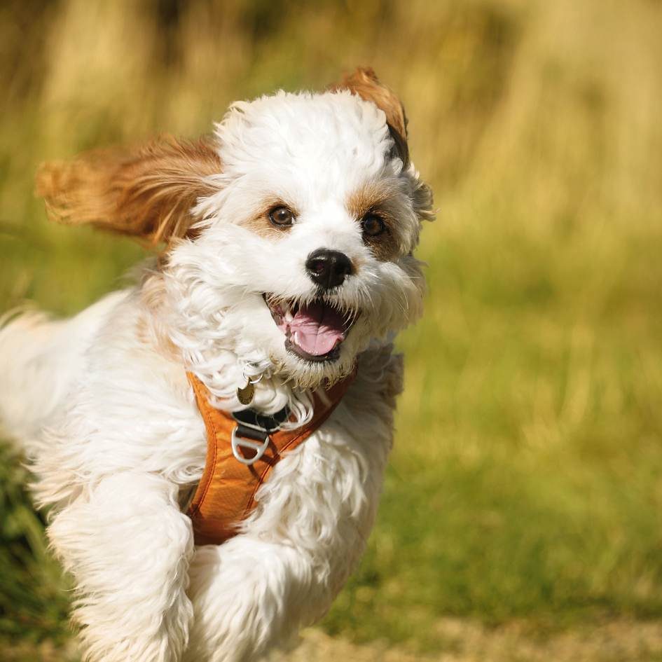 Places to get dog shots shop near me