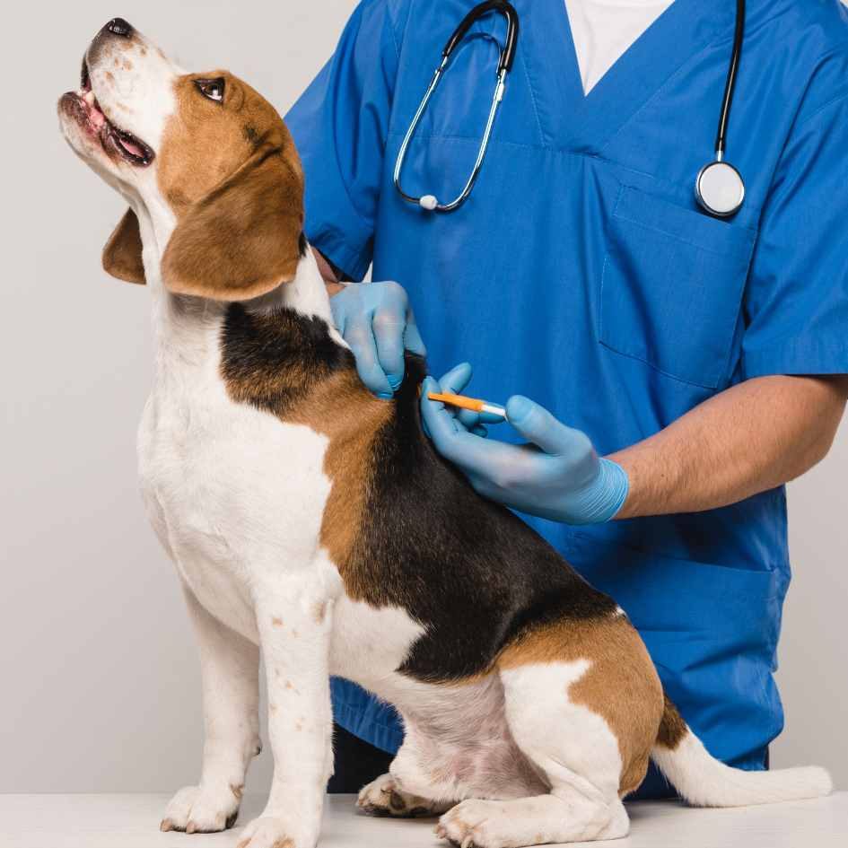We can microchip your dog near you in Halesowen and Oldbury at Local Vets