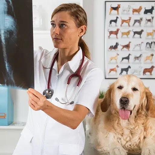 call us at local vets immediately if you require emergency vets near me